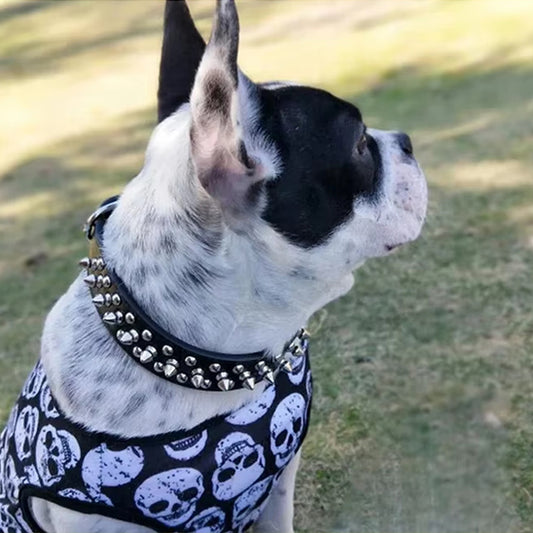 Collier pour Chien en Cuir Clouté à Pointes avec laisse