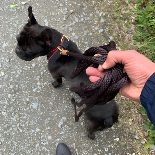 Laisse Chien - Cordon de contrôle léger pour entraînement