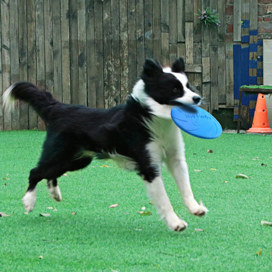 Jouet pour chien - Disque Frisbee