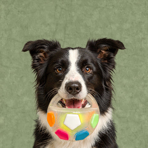 Jouet pour chien | Durable Interactif