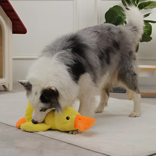 Jouet pour chien canard en peluche - Quacky Fun