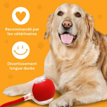 jouet pour chien interactif durable