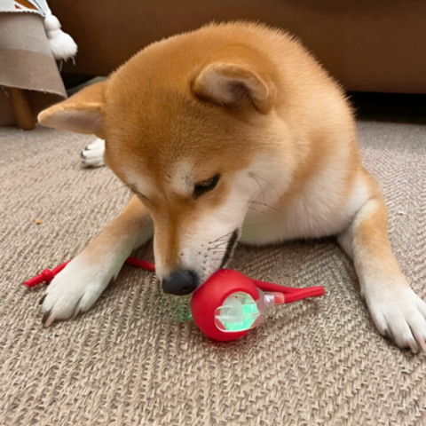 jouet pour chien interactif rouge mignon