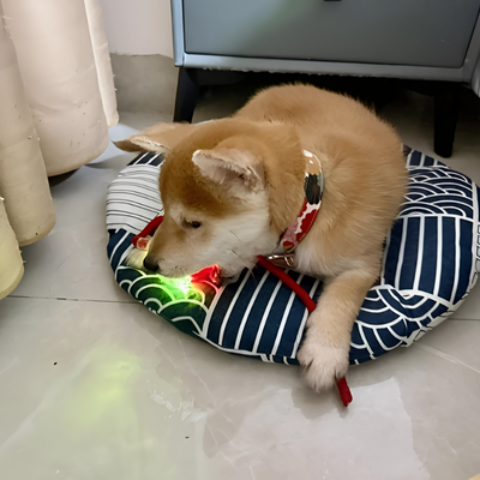 jouet pour chien interactif rouge robuste