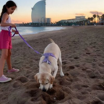 labrador qui porte le harnais anti traction chien lavender chic