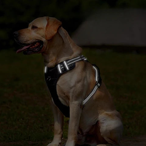 labrador qui porte le harnais chien anti traction noir lumineux