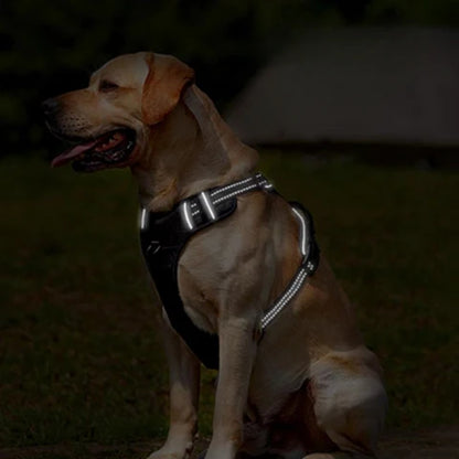 labrador qui porte le harnais chien anti traction noir lumineux