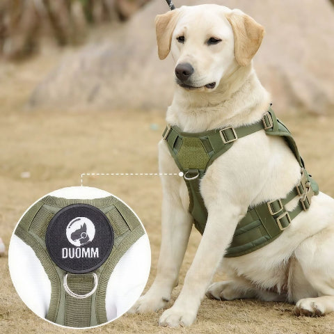 labrador qui porte le harnais tactique chien vert arme confortabe