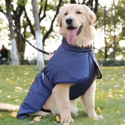 labrador qui porte le manteau chien impermeable bleu chic