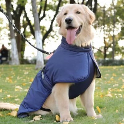 labrador qui porte le manteau chien impermeable bleu chic