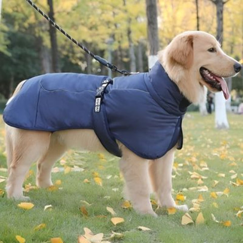 labrador qui porte le manteau chien impermeable bleu