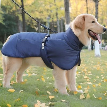 labrador qui porte le manteau chien impermeable bleu