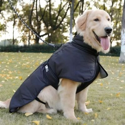 labrador qui porte le manteau chien impermeable noir confortable