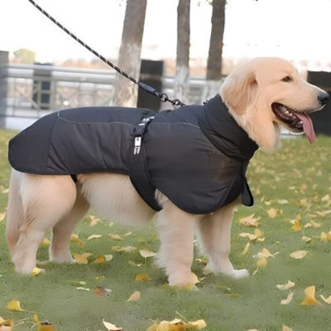 labrador qui porte le manteau chien impermeable noir pratique