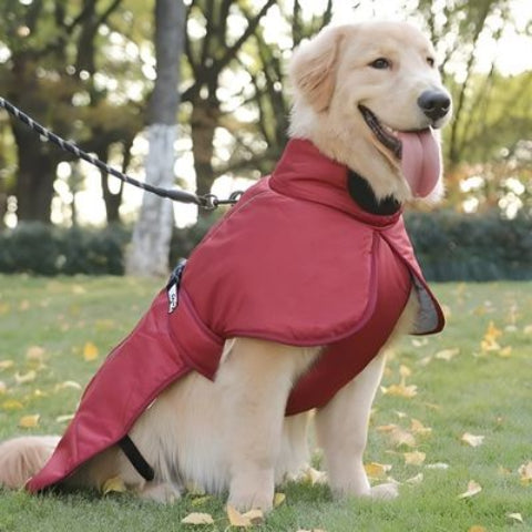 labrador qui porte le manteau chien impermeable rouge elegant