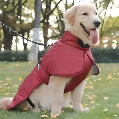 labrador qui porte le manteau chien impermeable rouge essentiel