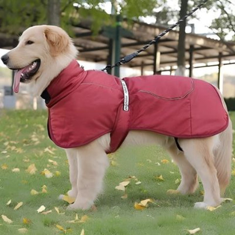 labrador qui porte le manteau chien impermeable rouge magique