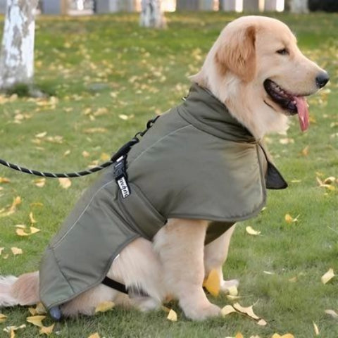 labrador qui porte le manteau chien impermeable vert propre