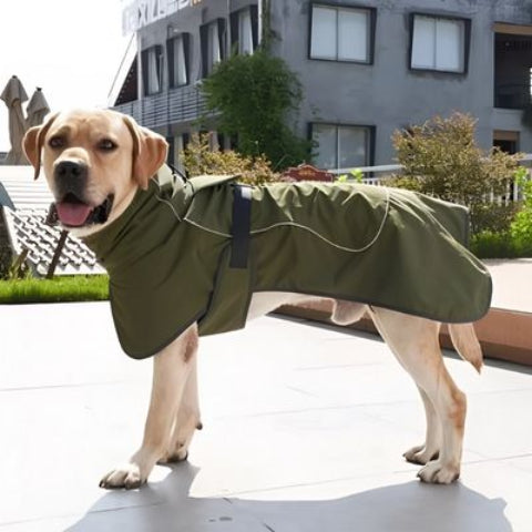 labrador qui porte le manteau chien impermeable vert tres essentiel