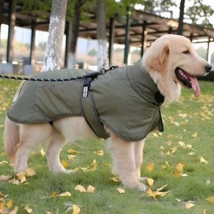 labrador qui porte le manteau chien impermeable vert tres joli