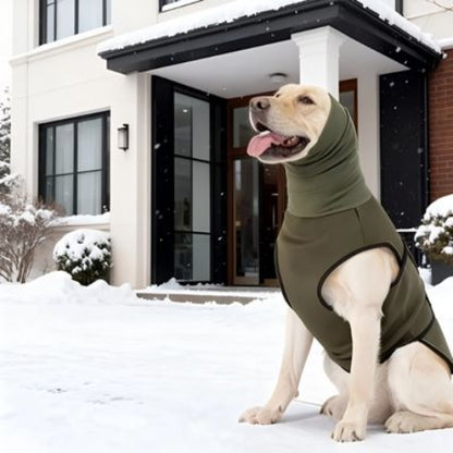 labrador qui porte le manteau pour chien gilet vert magique