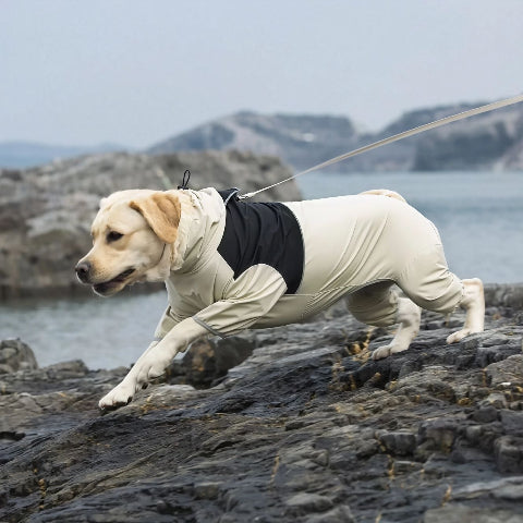 labrador qui porte le manteau pour chien pawtectpro beige essentiel