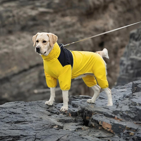 labrador qui porte le manteau pour chien pawtectpro jaune
