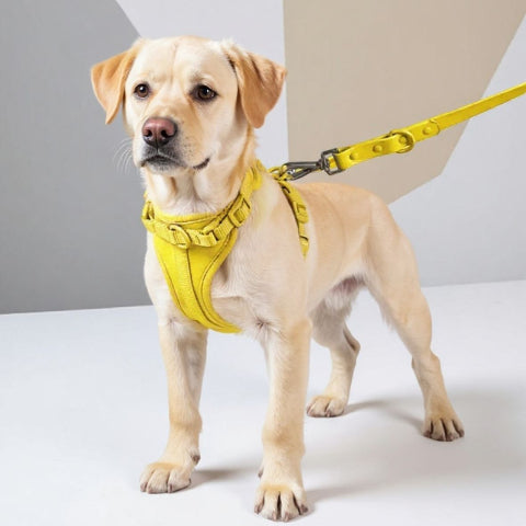 labrador qui porte le harnais anti traction chien jaune pratique