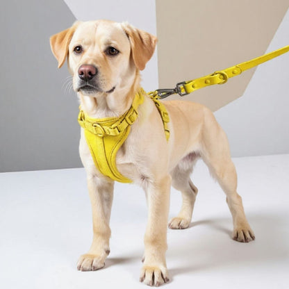 labrador qui porte le harnais anti traction chien jaune pratique