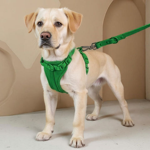 labrador qui porte le harnais anti traction chien vert joli