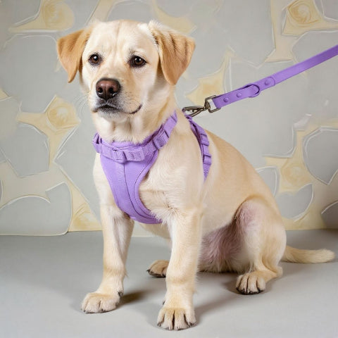 labrador qui porte le harnais anti traction chien violet efficace