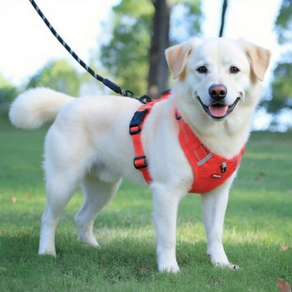 labrador qui porte porte le harnais chien laisse anti traction orange joli