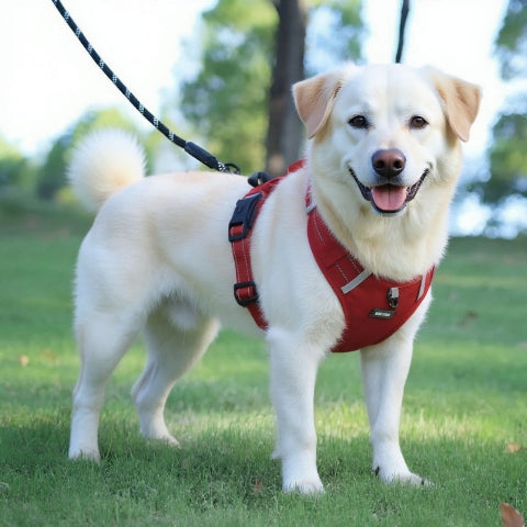 labrador qui porte porte le harnais chien laisse anti traction rouge pratique