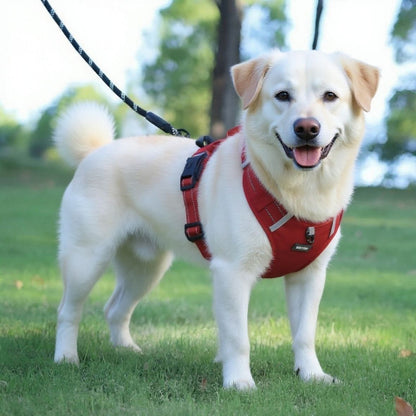 labrador qui porte porte le harnais chien laisse anti traction rouge pratique
