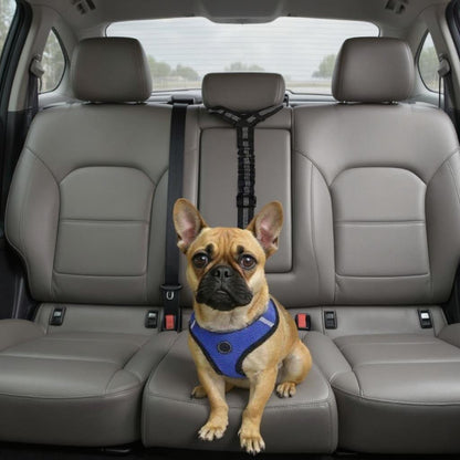 LAISSE CHIEN | CEINTURE 2 EN 1 - Les chiens beaux