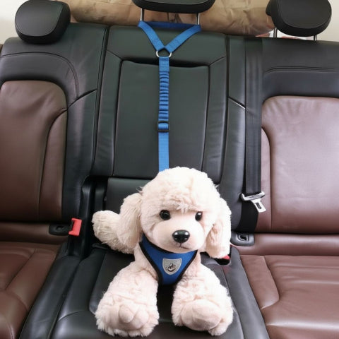 laisse chien ceinture bleue 2 en 1 essentielle