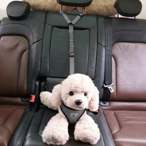 laisse chien ceinture grise 2 en 1 pratique