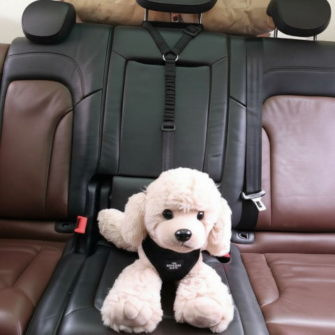 laisse chien ceinture noire 2 en 1 de bonne qualite