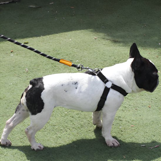 LAISSE CHIEN | CORDON DE CONTRÔLE LÉGER - Les chiens beaux
