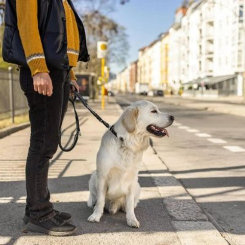 laisse-chien-tactique-tres-robuste