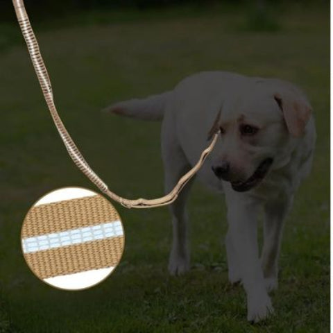 laisse chien tactique visible la nuit