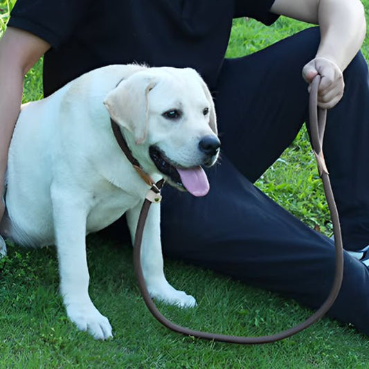 LAISSE POUR CHIEN | CORDE COULISSANTE EN PLOMB - Les chiens beaux