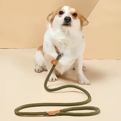 laisse pour chien corde coulissante en plomb verte