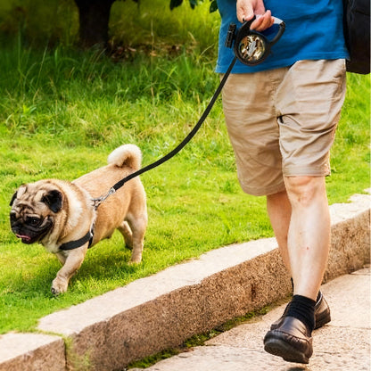 laisse pour chien necessaire