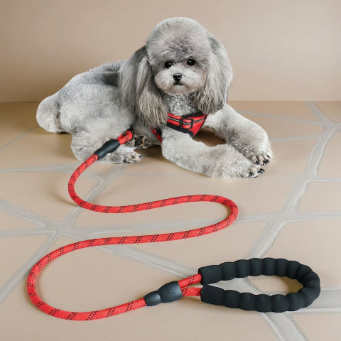 laisse pour chien rembourree rouge essentielle