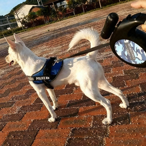 laisse pour chien retractable