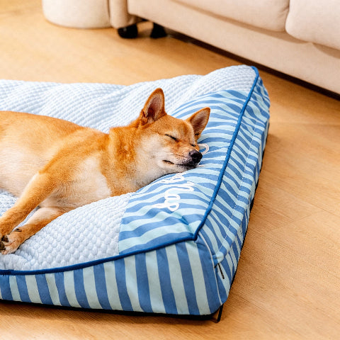 lit pour chien rafraichissant