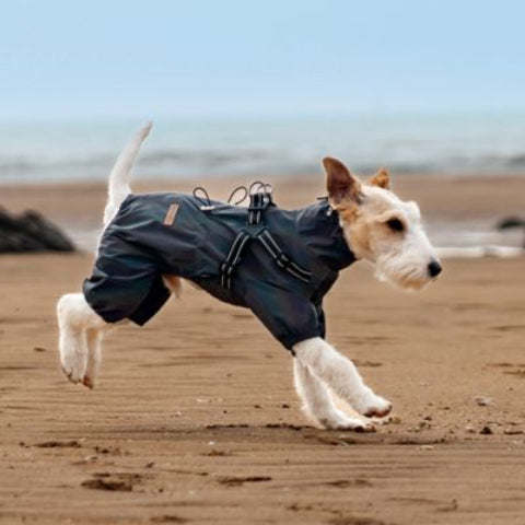 manteau chien noir tres joli