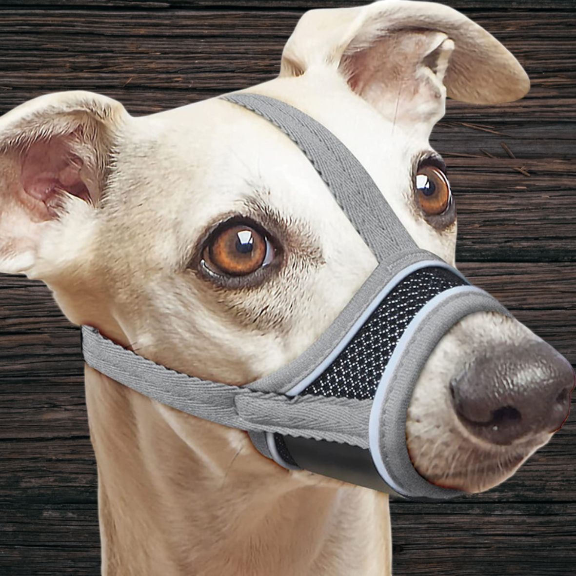 MUSELIERE CHIEN | MAILLE SERRÉE - Les chiens beaux