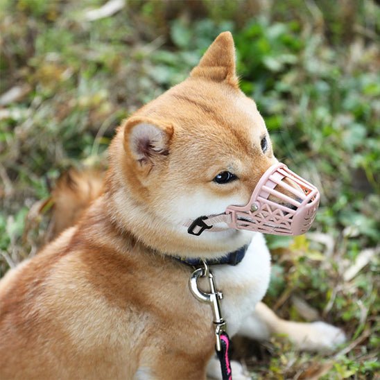 MUSELIERE POUR CHIEN | MASQUE BUCCAL - Les chiens beaux
